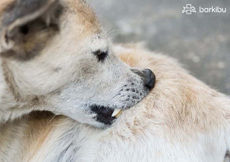 Sarna tratamiento casero perros